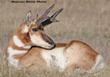 Antelope Buck Wildlife Photo Picture Wall Hanging 20 by 14 Wile E. Wood Art™