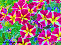 Bright Pink Petunias Flowers Photo Picture Wall Hanging 11 by 15 Wile E. Wood Art™