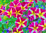 Bright Pink Petunias Flowers Photo Picture Wall Hanging 11 by 15 Wile E. Wood Art™