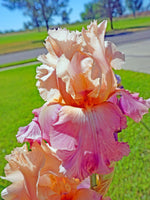 Orange and Pink Iris Blossom Flower Against Green Grass Background Choice of Print