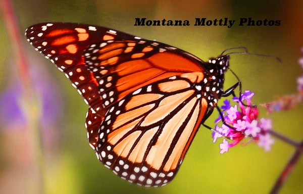 Flour Sack Kitchen Towel Monarch Butterfly--Photograph