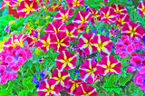 Petunias Flowers   Flour Sack Kitchen Towel  Wildlife--Photograph
