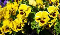 Yellow Pansies Flower Against Green Leaf Background Choice of Print