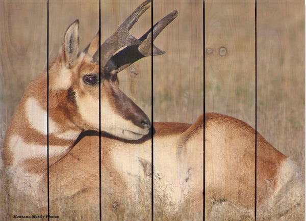 Antelope Buck Wildlife Photo Picture Wall Hanging Cedar Board Gizaun Art. Wood Art™ 33x24
