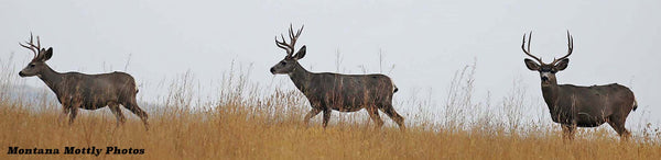 Flour Sack Kitchen Towel 3 stags Mule Deer Wildlife--Photograph