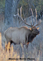 Elk, Wildlife Photo Picture Wall Hanging 11 by 15 Wile E. Wood Art™
