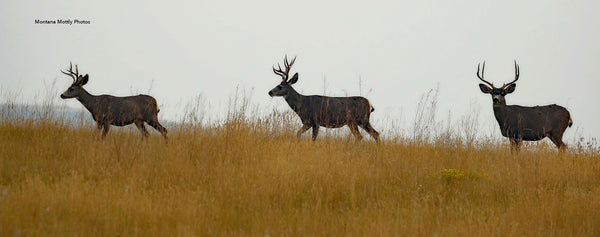 Choice of Print of Mule Deer Crossing Stag Buck Photograph Image
