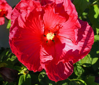 Red Hibiscus Blossom Flower Against Green Grass Background Choice of Print