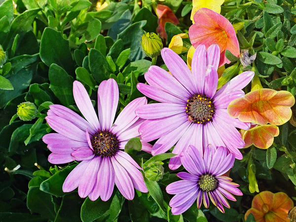Purple Gerber Daisy Blossom Flower Against Green Grass Background Choice of Print