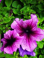 Dual Purple  Petunia Flower Against Green Leaf Background Choice of Print